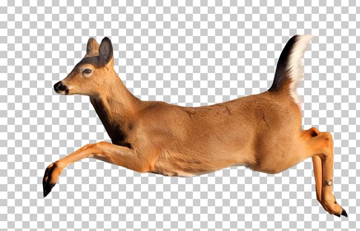 Deer Ungulate Animal Gazelle PNG, Clipart, Animal, Animals, Breed, Deer, Dog Free PNG Download