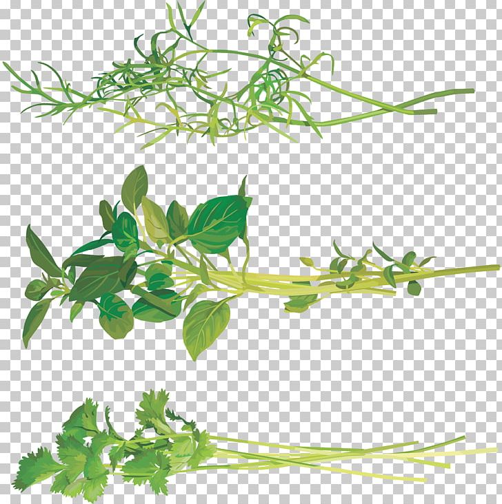 Fines Herbes Coriander PNG, Clipart, Branch, Condiment, Coriander, Depositfiles, Fines Herbes Free PNG Download