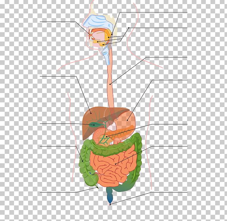 Gastrointestinal Tract Digestion Small Intestine Human Digestive System Large Intestine PNG, Clipart, Appendix, Area, Art, Crohns Disease, Diagram Free PNG Download