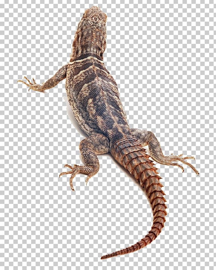 Lizard Reptile Chameleons Snake Frog PNG, Clipart, Agama, Agamidae, Animal, Animals, Animation Free PNG Download