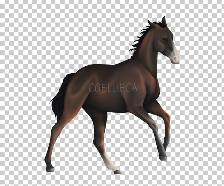 Mustang Foal Stallion Colt Mare PNG, Clipart,  Free PNG Download