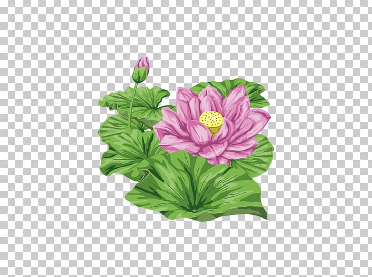 Nelumbo Nucifera Flower PNG, Clipart, Annual Plant, Cut Flowers, Decoupage, Drawing, Floral Design Free PNG Download