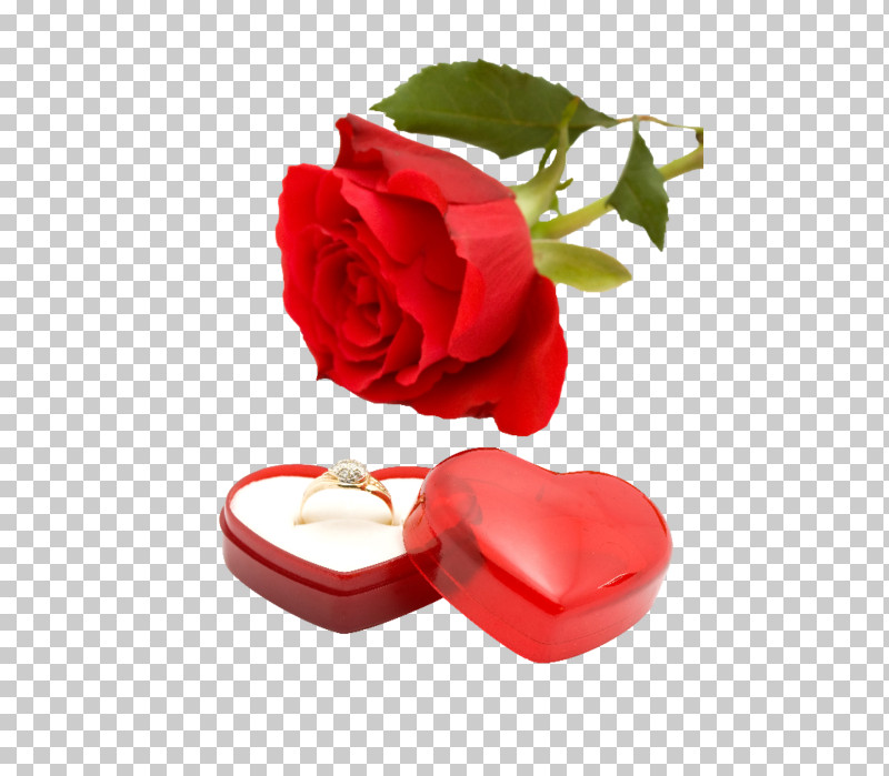 Garden Roses PNG, Clipart, Engagement Ring, Flower, Garden Roses, Heart, Petal Free PNG Download
