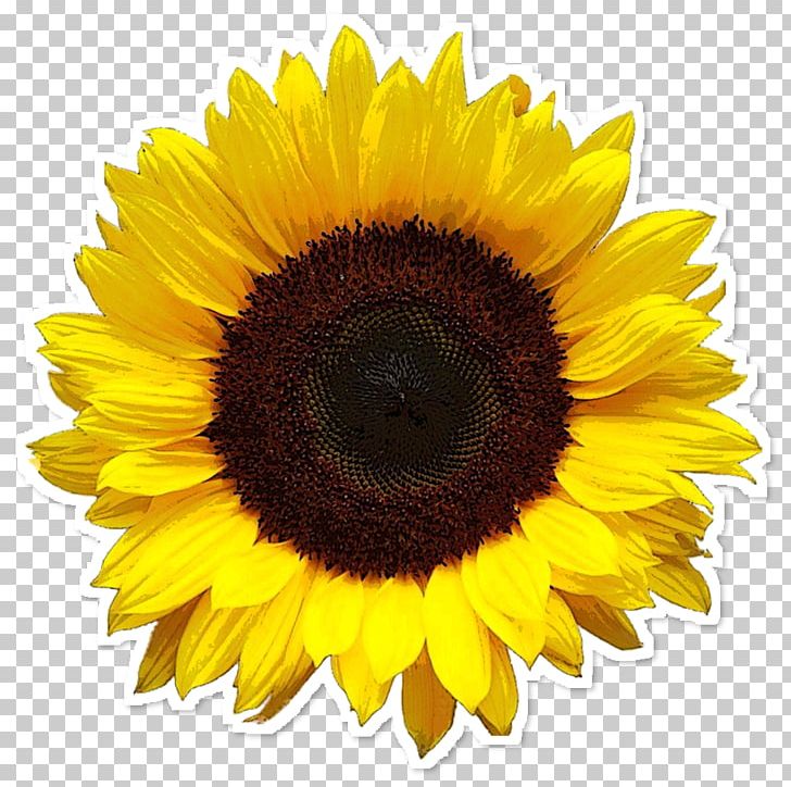 Common Sunflower Resolution PNG, Clipart, Asterales, Common Sunflower, Computer Icons, Daisy Family, Display Resolution Free PNG Download