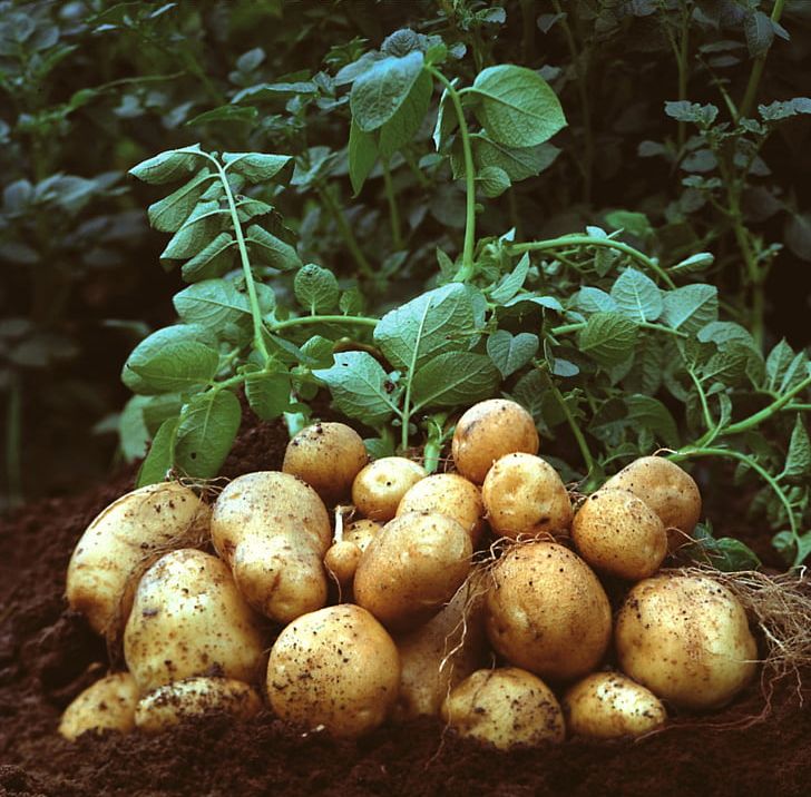 Mashed Potato Garden Amflora Vegetable PNG, Clipart, Amflora, Baccaurea Ramiflora, Crop, Food, Fruit Free PNG Download