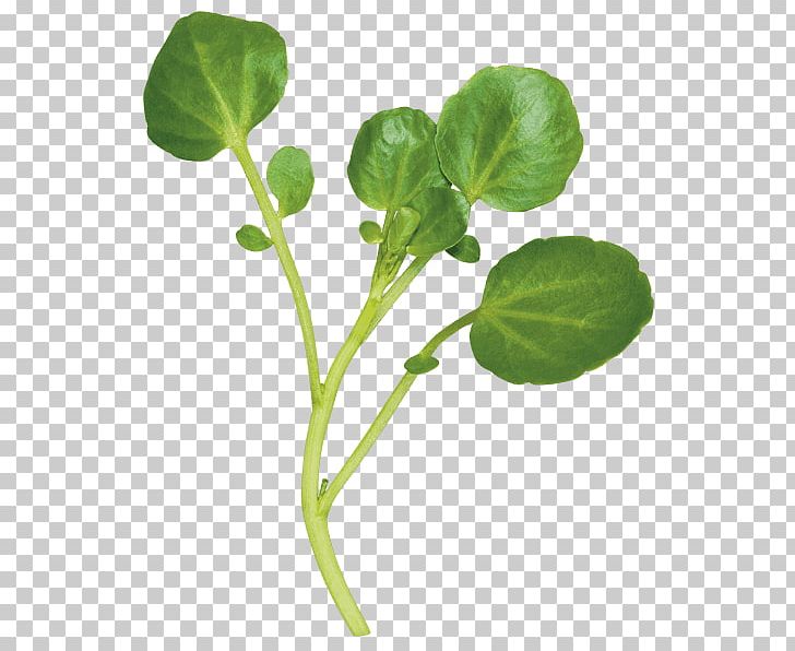 Spring Greens Watercress Leaf Vegetable Herb PNG, Clipart, Annual Plant, Baby, Carbohydrate, Chard, Fat Free PNG Download