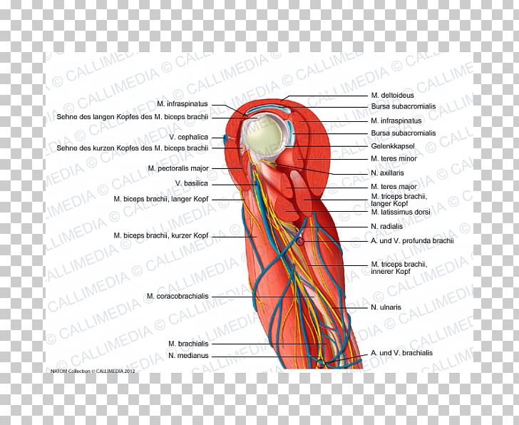 Shoulder Arm Human Body Blood Vessel Muscle PNG, Clipart, Anatomy, Angle, Area, Arm, Artery Free PNG Download