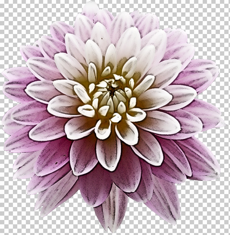 Lavender PNG, Clipart, Aster, Cut Flowers, Dahlia, Daisy Family, Flower Free PNG Download