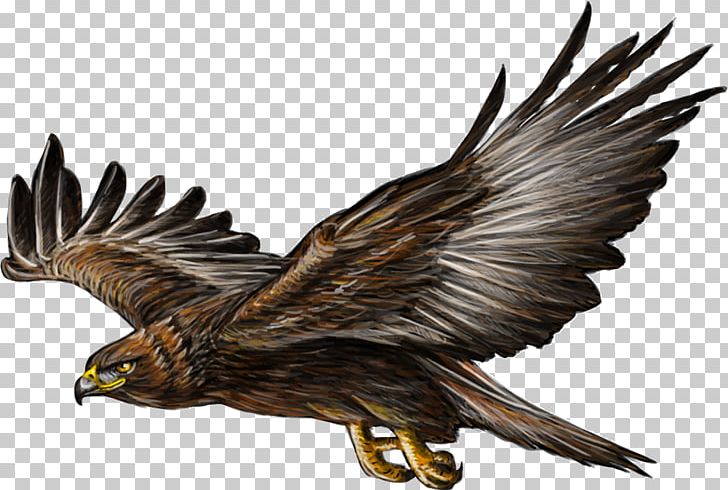 Bald Eagle Golden Eagle Drawing PNG, Clipart, Accipitriformes, Alta, Animals, Art, Bald Eagle Free PNG Download