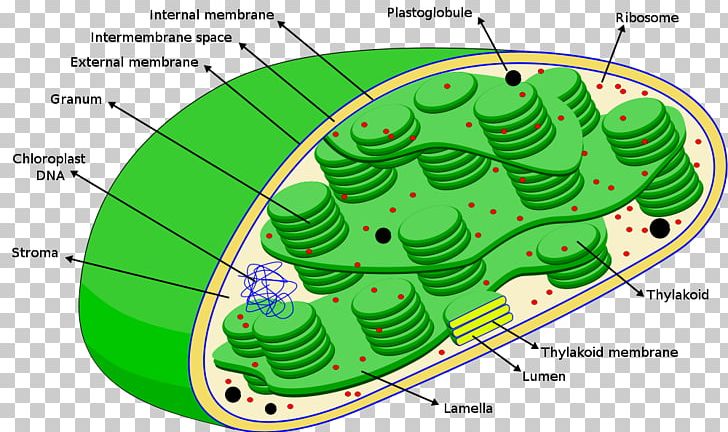 Chloroplast Photosynthesis Ribosome Stroma Thylakoid PNG, Clipart, Area, Cell, Cell Nucleus, Chlorophyll, Chloroplast Free PNG Download