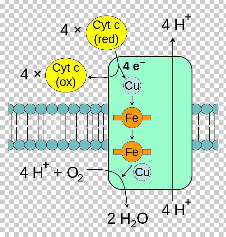 Cytochrome C Oxidase Electron Transport Chain Mitochondrion PNG, Clipart, Angle, Area, Arnas Katea, Biochemistry, Citric Acid Cycle Free PNG Download