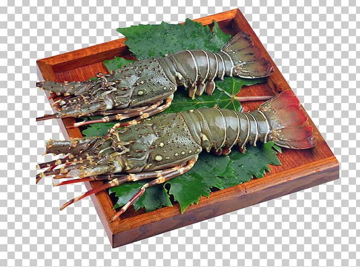 Lobster Australia Prawn Palinurus Elephas Seafood PNG, Clipart, Animal Source Foods, Aquatic, Aus, Cartoon, Crustacean Free PNG Download