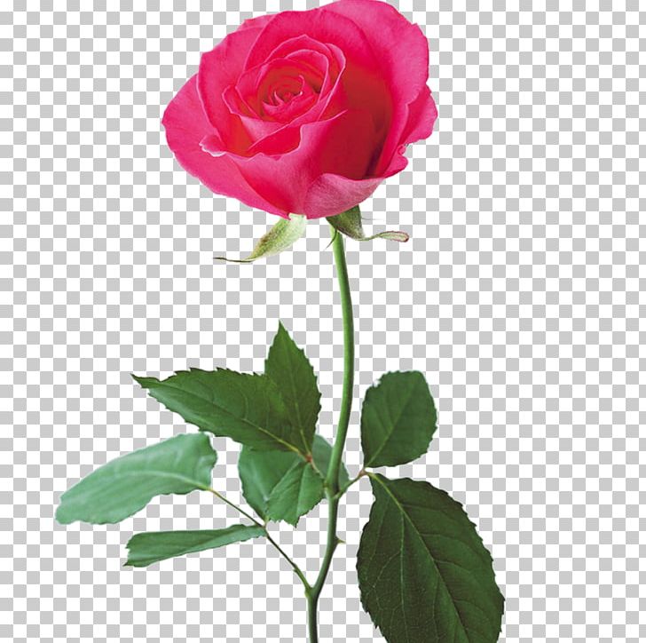 Garden Roses Flower Blue Rose U0411u0443u0442u043eu043d Petal PNG, Clipart, Cut Flowers, Floribunda, Floriculture, Flower , Flowers Free PNG Download