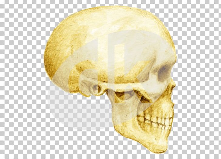 Skull Organism PNG, Clipart, Bone, Homo Sapiens, Jaw, Organism, Skull Free PNG Download