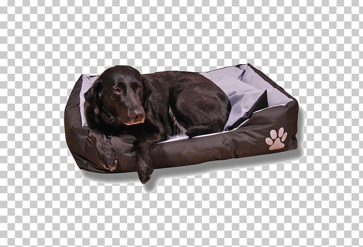 Boykin Spaniel Labrador Retriever Flat-Coated Retriever Dog Breed Dog Collar PNG, Clipart, Bed, Boykin Spaniel, Breed, Coat, Collar Free PNG Download