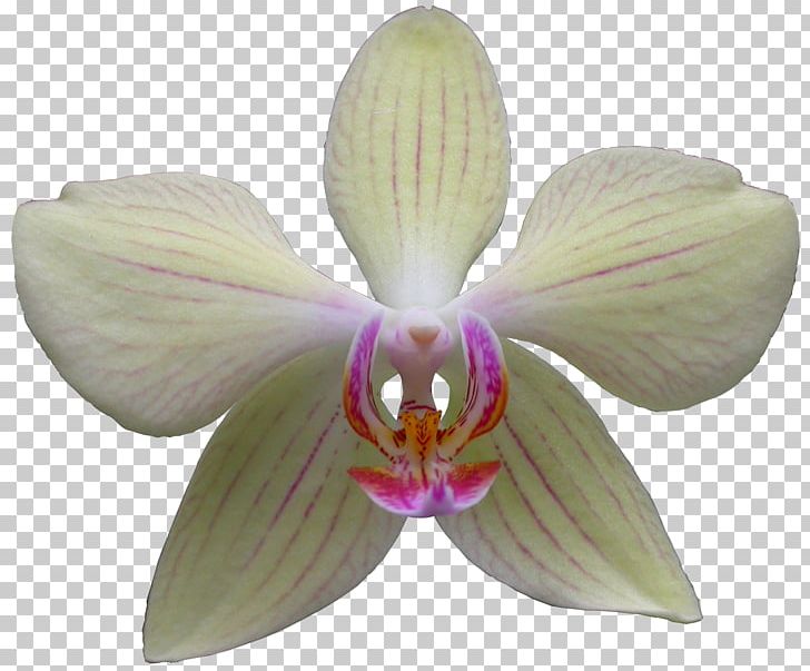 Moth Orchids Cattleya Orchids Dendrobium PNG, Clipart, Cattleya, Cattleya Orchids, Dendrobium, Flower, Flowering Plant Free PNG Download