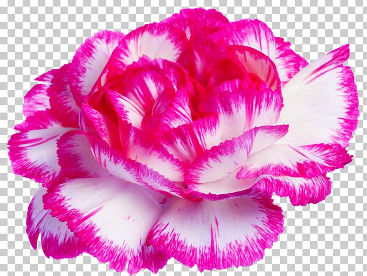 R G Flowers & Plants Ltd Lilium Columbianum Sticker 1-800-Flowers PNG, Clipart, 1800flowers, Carnation, Cut Flowers, Flower, Flowering Plant Free PNG Download