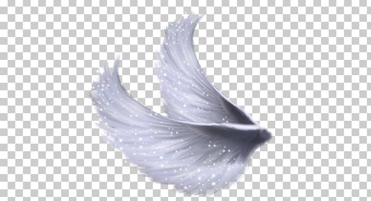 Wings PNG, Clipart, Wings Free PNG Download