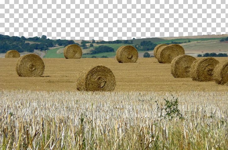 Hay Harvest Farm Straw Bale PNG, Clipart, Agriculture, Cartoon Wheat, Cereals, Commodity, Crop Free PNG Download