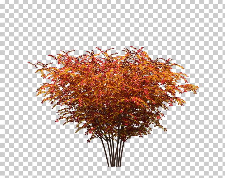 Red Maple Tree Maple Leaf Plant PNG, Clipart, Autumn Tree, Branch, Christmas Tree, Encapsulated Postscript, Euclidean Vector Free PNG Download