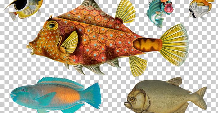 Tropical Fish Paper Post Cards Idea PNG, Clipart, Animal, Animals, Animal Source Foods, Art, Biologist Free PNG Download