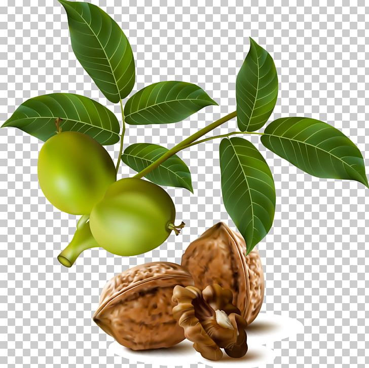 Walnut Drawing PNG, Clipart, Architectural Drawing, Draw, Drawing, Drawing Vector, Encapsulated Postscript Free PNG Download