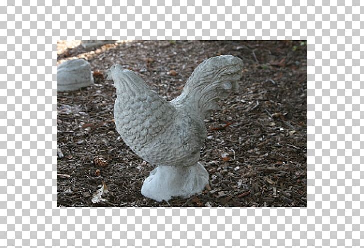 Chicken Bird Galliformes Fowl Poultry PNG, Clipart, Animals, Beak, Bird, Chicken, Chicken Meat Free PNG Download