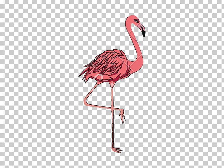 Flamingos Bird Computer Icons PNG, Clipart, Alamy, Animals, Beak, Bird, Computer Icons Free PNG Download