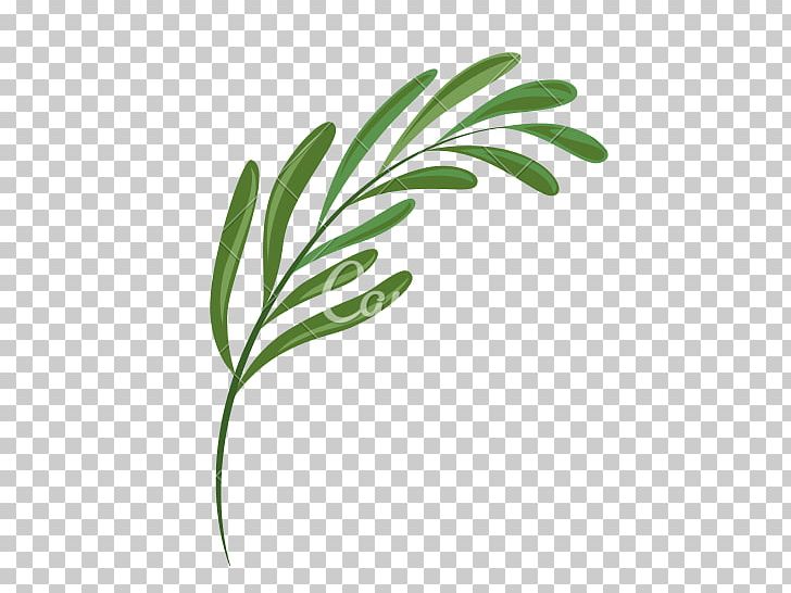 Leaf Plant Fern Computer Icons PNG, Clipart, Branch, Commodity, Computer Icons, Fern, Flora Free PNG Download