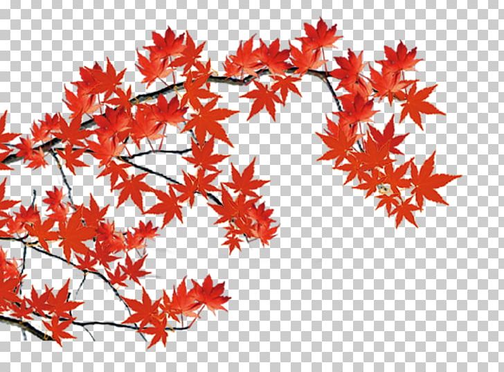 Maple Leaf PNG, Clipart, 1000000, Adobe Illustrator, Autumn Leaf, Branch, Download Free PNG Download