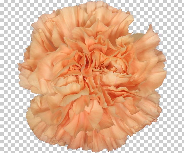Petal Pink M Cut Flowers Carnation RTV Pink PNG, Clipart, Carnation, Cut Flowers, Dianthus, Flower, Orange Free PNG Download