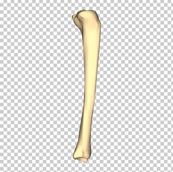 Tibia Bone Fibula Femur Crus Fracture PNG, Clipart, Anatomography, Appendicular Skeleton, Arm, Bone, Bone Fracture Free PNG Download