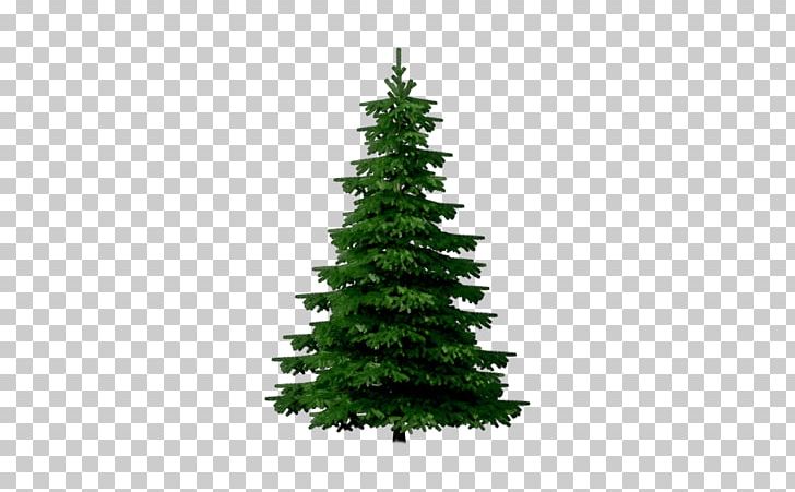 Christmas Tree Fir Gift PNG, Clipart, Blue Spruce, Christmas, Christmas Decoration, Christmas Ornament, Christmas Tree Free PNG Download