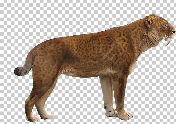 Lion Bison Antiquus Saluki Saber-toothed Tiger Saber-toothed Cat PNG, Clipart, Animals, Big Cats, Carnivoran, Carnivore, Cat Like Mammal Free PNG Download