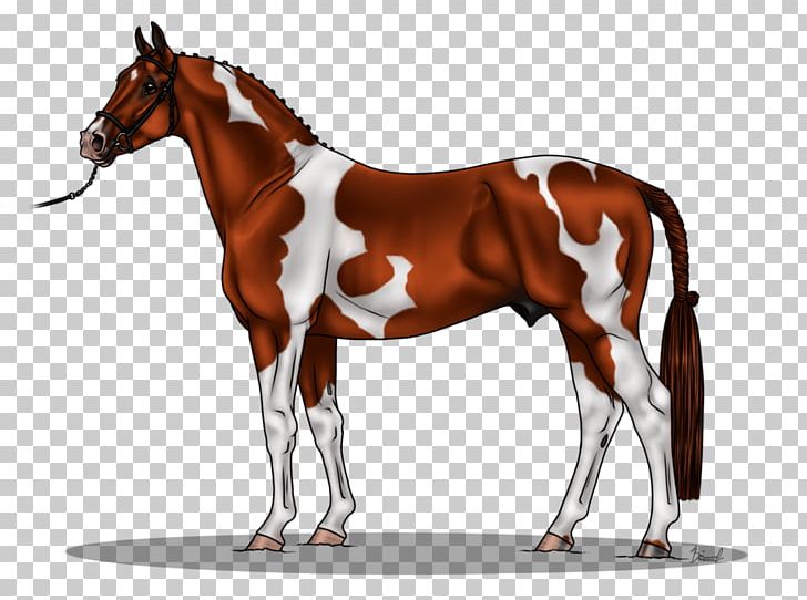 Stallion Mustang Budyonny Horse Foal Mare PNG, Clipart, Breed, Bridle, Equine Coat Color, Equus, Foal Free PNG Download