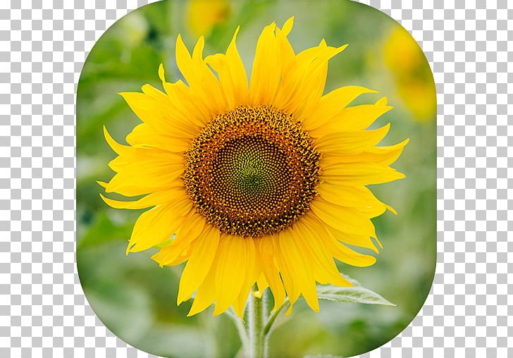Common Sunflower Sunflower Seed Dahlia PNG, Clipart, Annual Plant, Asterales, Bunga, Common Daisy, Common Sunflower Free PNG Download