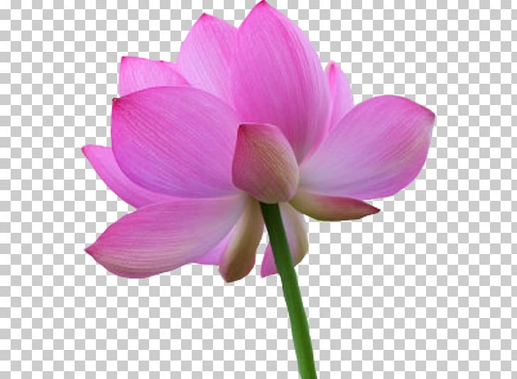 Flower Digital PNG, Clipart, Aquatic Plant, Chinese, Chinese Style, Decoration, Drawing Free PNG Download