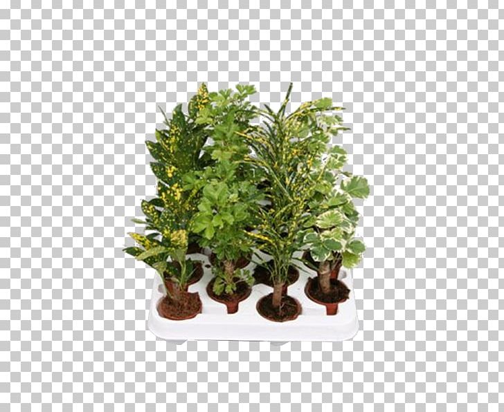Flowerpot Houseplant Shrub PNG, Clipart, Encyclia Fragans, Evergreen, Flower, Flowerpot, Food Drinks Free PNG Download