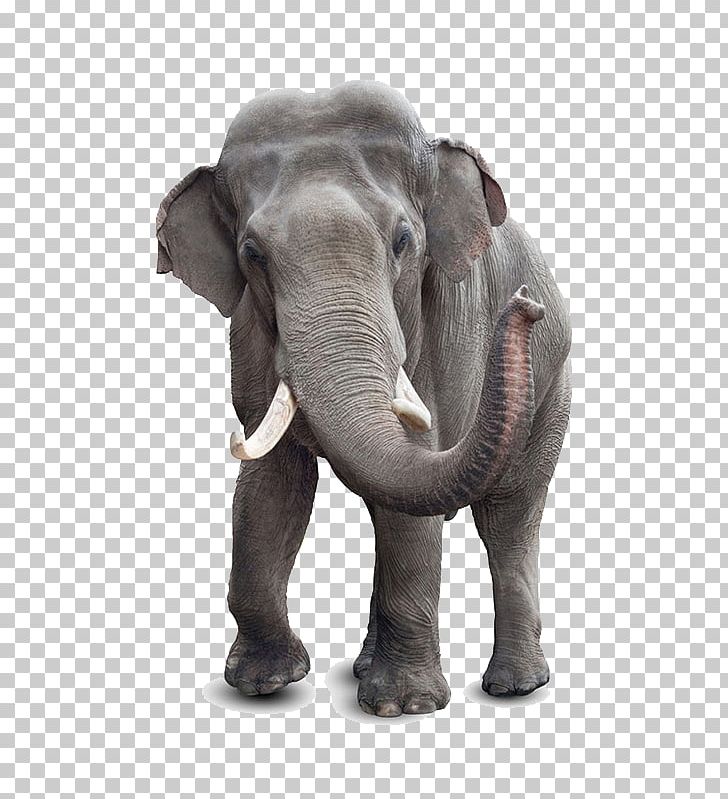 African Bush Elephant Indian Elephant Stock Photography PNG, Clipart, African, African Elephant, Animal, Asian Elephant, Baby Elephant Free PNG Download