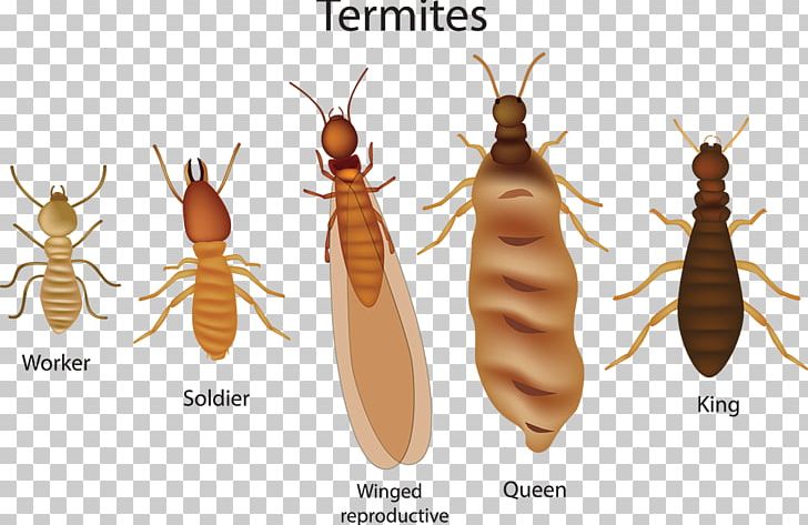 Eastern Subterranean Termite Insect Cockroach Pest Control Colony PNG, Clipart, Animals, Ant, Arthropod, Cockroach, Colony Free PNG Download