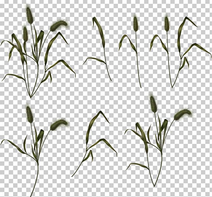 Herbaceous Plant White Leaf PNG, Clipart, Black, Black And White, Branch, Cim, Commodity Free PNG Download