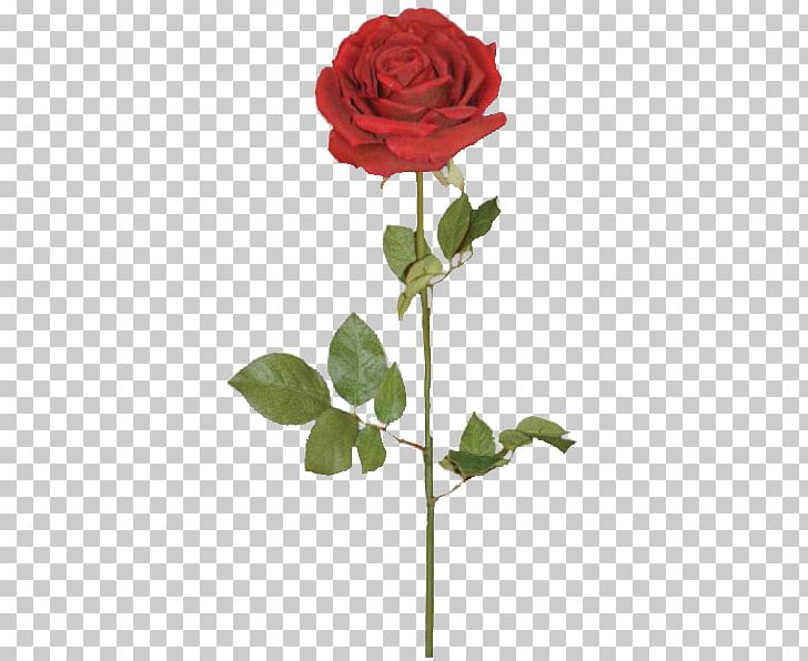 Garden Roses Centifolia Roses Floribunda Flower Mother PNG, Clipart,  Free PNG Download