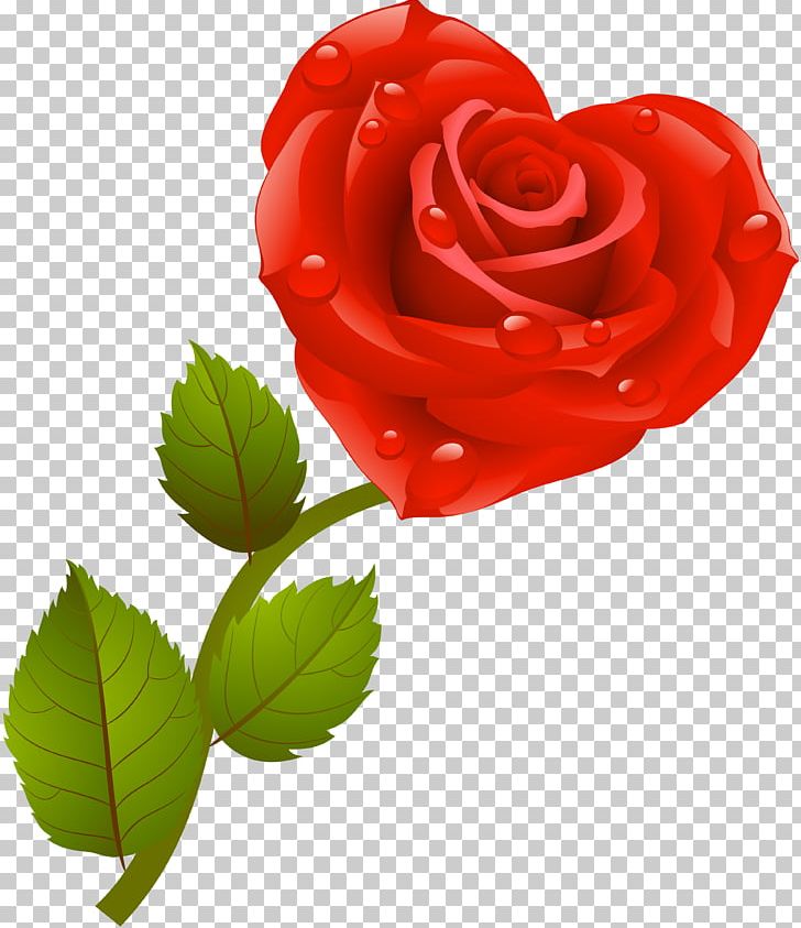 Love Red Centifolia Roses Garden Roses PNG, Clipart, Blue, Centifolia Roses, China Rose, Color, Cut Flowers Free PNG Download