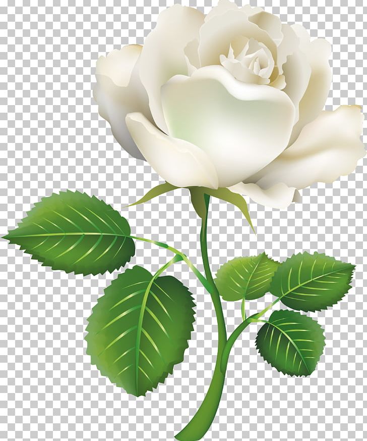 Rose White PNG, Clipart, Art White, Clip Art, Color, Computer Icons, Cut Flowers Free PNG Download