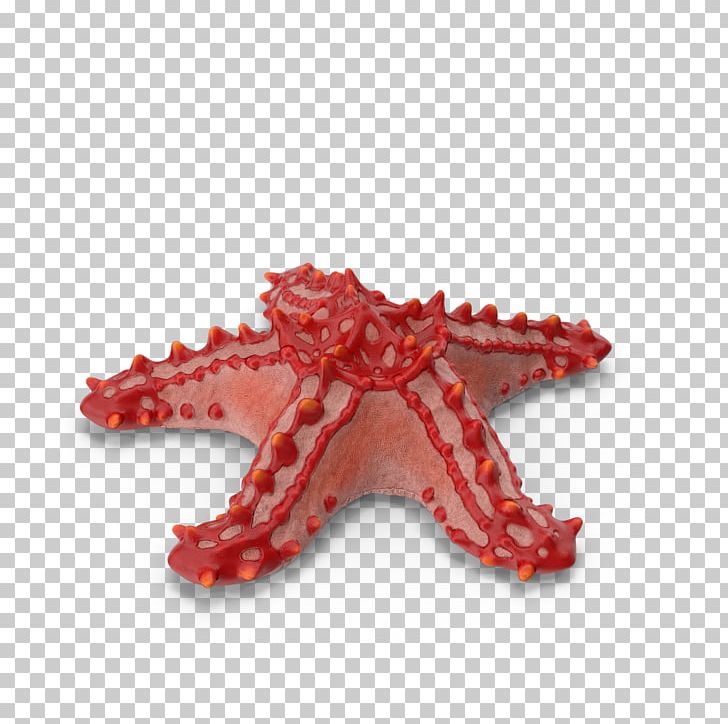 Starfish PNG, Clipart, 3d Computer Graphics, 3d Modeling, Animal, Animals, Beautiful Starfish Free PNG Download
