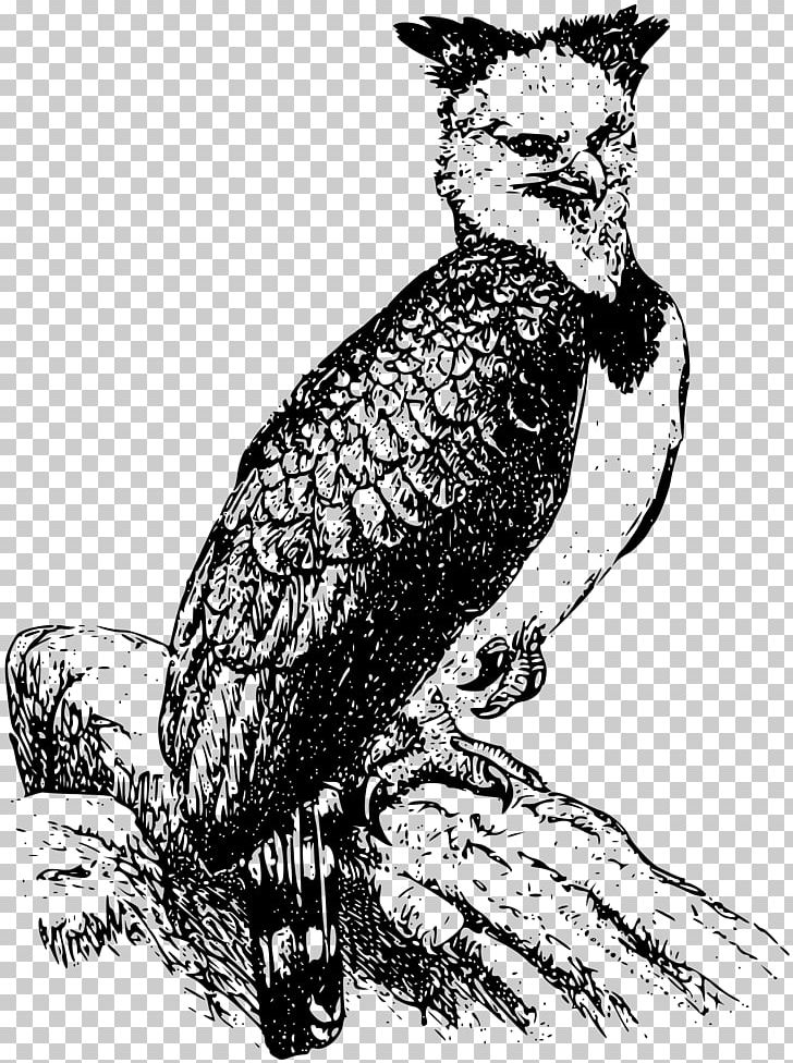 Harpy Eagle Tattoo Meaning PNG Transparent Images Free Download