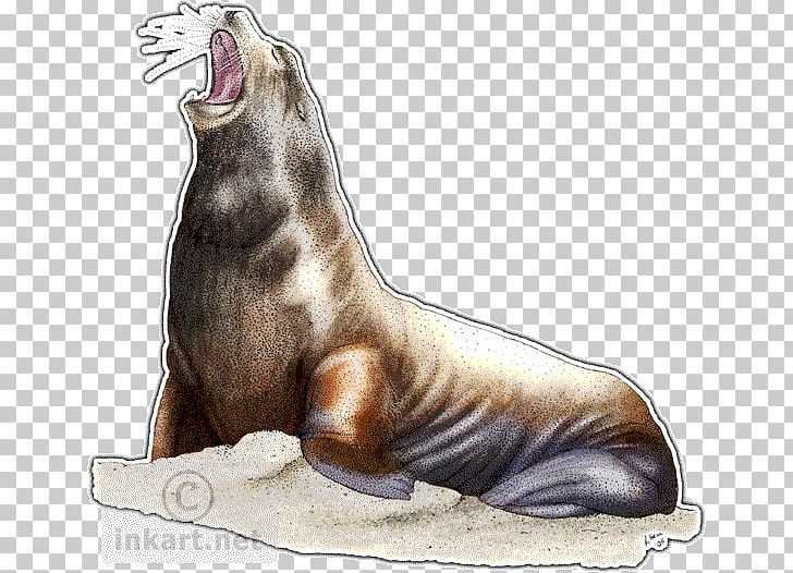 California Sea Lion Walrus Seals & Sea Lions Drawing Steller Sea Lion PNG, Clipart, Animal, Animals, California Sea Lion, Carnivoran, Cat Free PNG Download
