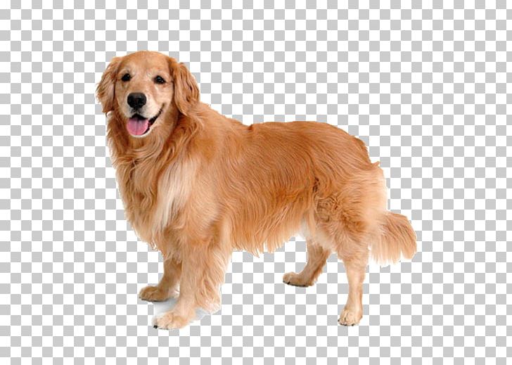 Golden Retriever German Shepherd Labrador Retriever English Mastiff Puppy PNG, Clipart, Breed, Breeder, Carnivoran, Companion Dog, Dog Free PNG Download