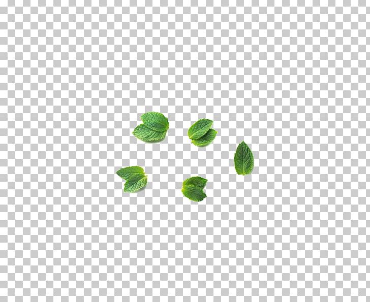 Green Mentha Canadensis Leaf PNG, Clipart, Autumn Leaf, Circle, Download, Euclidean Vector, Gratis Free PNG Download