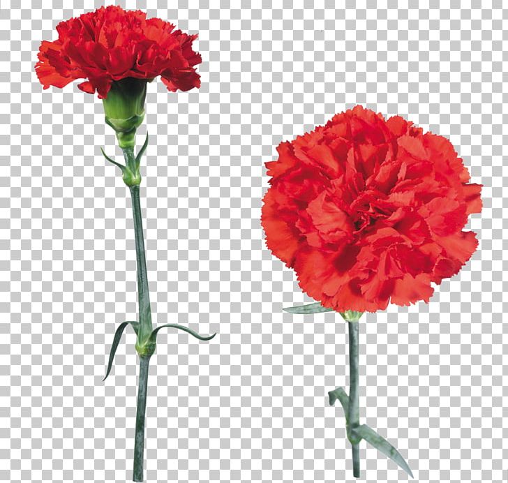 Portable Network Graphics Clove Carnation Flower PNG, Clipart, Annual Plant, Artificial Flower, Carnation, Cut Flowers, Dianthus Free PNG Download